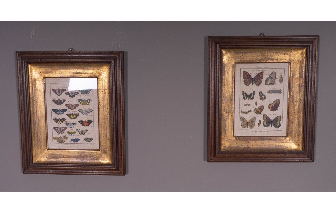 Set of 2 Butterfly Prints – Walnut Frame with Gold Passe-partout