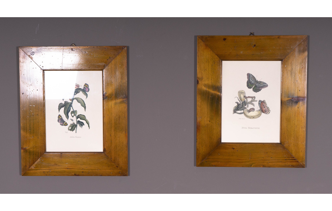 Set of 2 Butterfly Prints – Solid Wood Frame