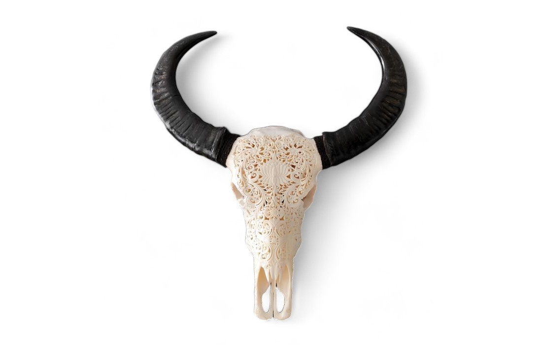 Skull Art - Hand-carved white buffalo skull Bubalus Bubalis